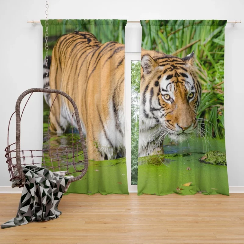 Tiger Close-Up in Water Captivating Beauty Curtain