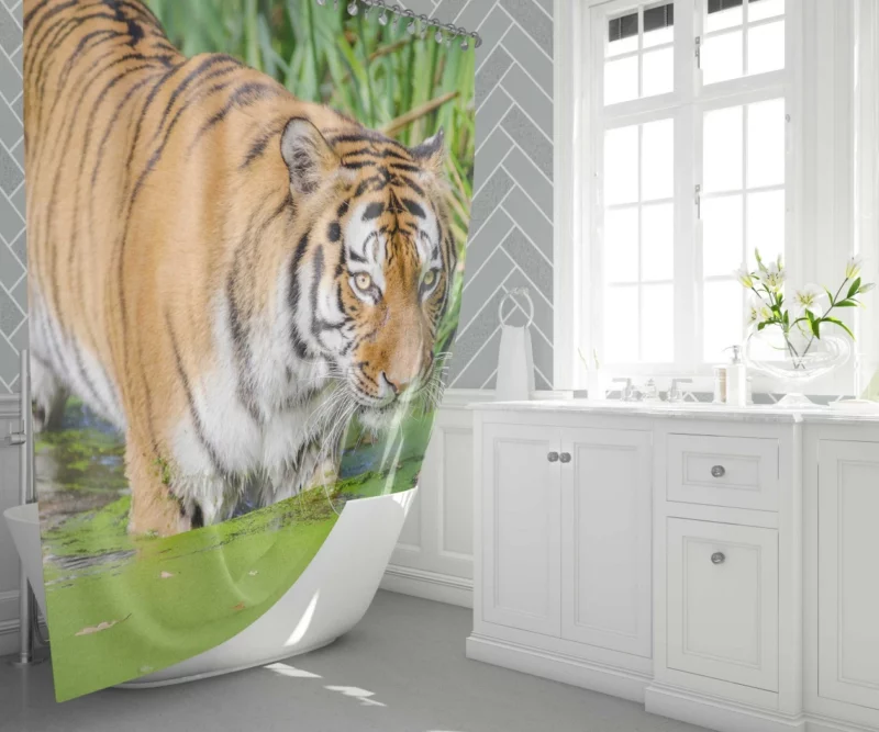 Tiger Close-Up in Water Captivating Beauty Shower Curtain 1