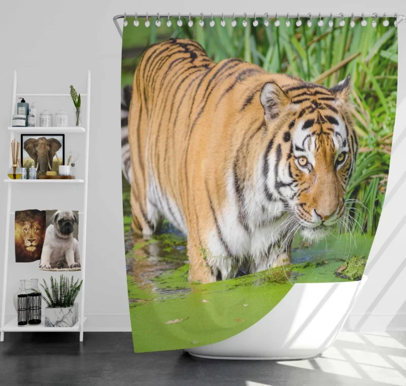 Tiger Close-Up in Water Captivating Beauty Shower Curtain