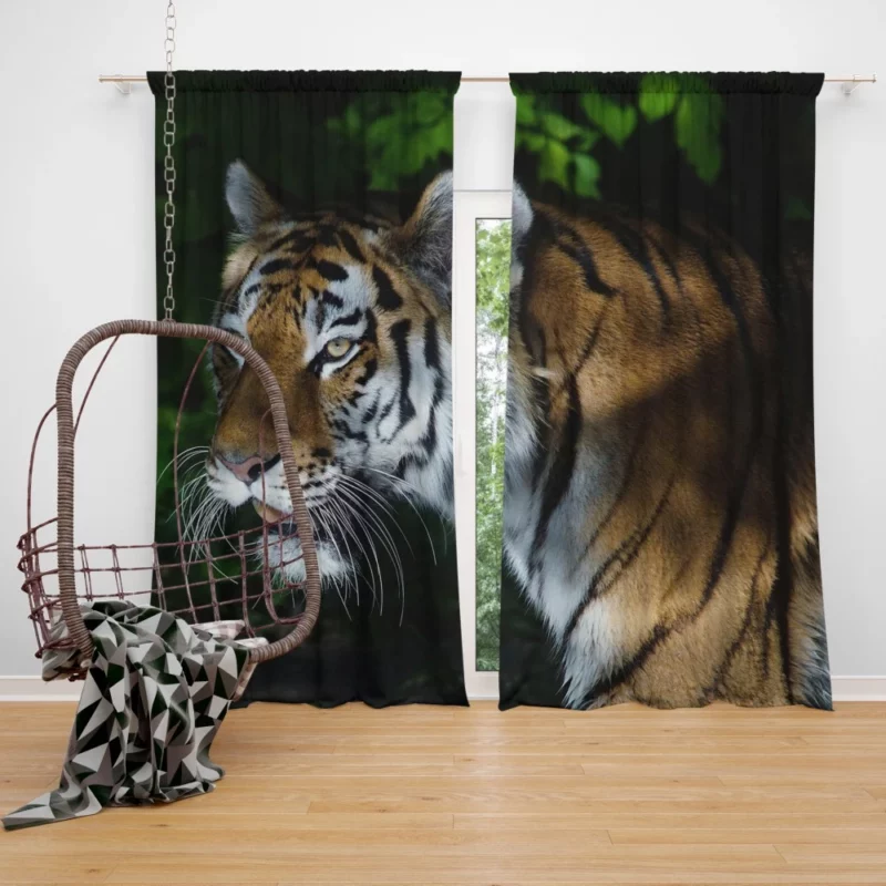 Tiger Dangerous Curtain