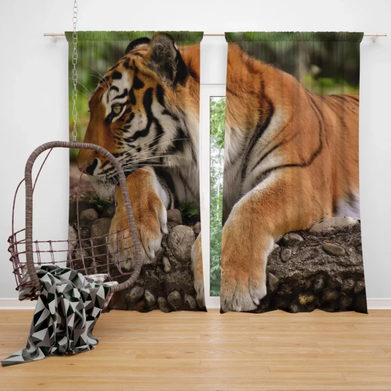 Tiger Dominance Curtain