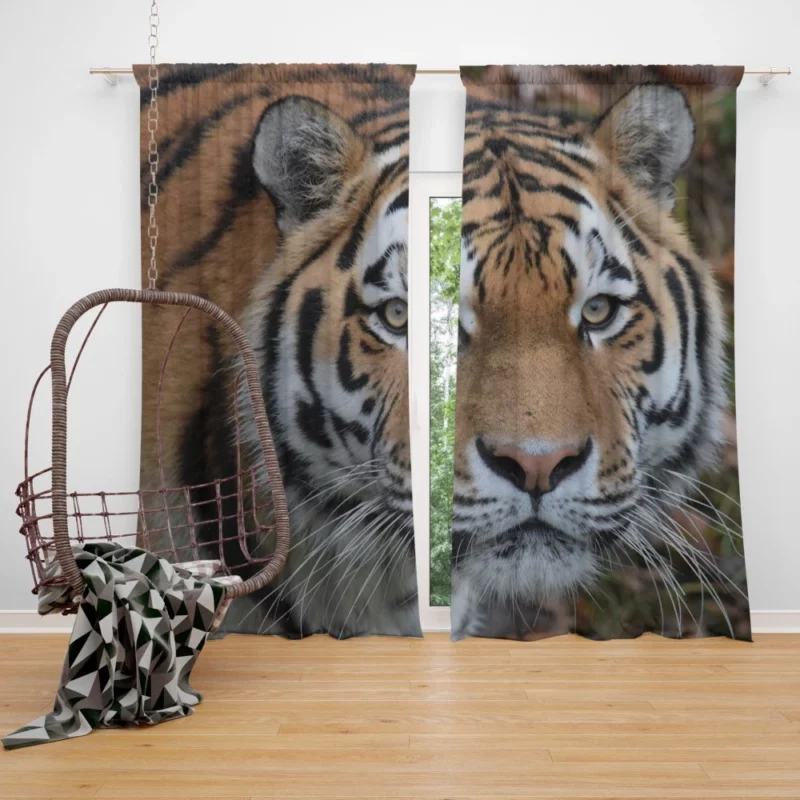 Tiger Dominant Stance Curtain