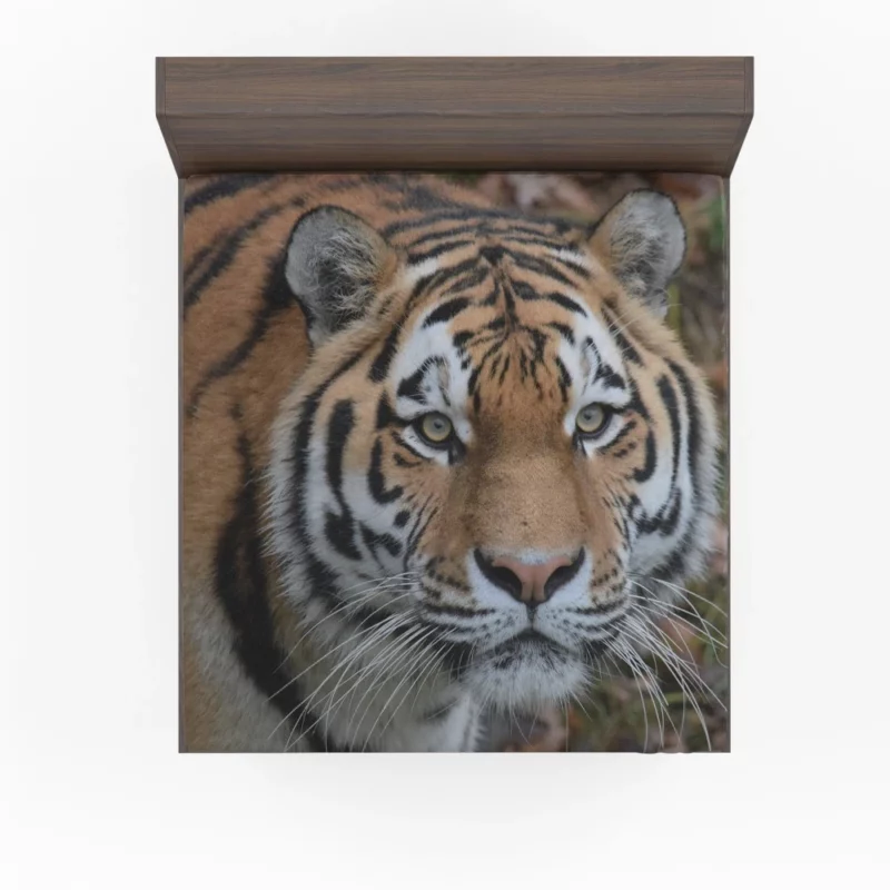 Tiger Dominant Stance Fitted Sheet 1