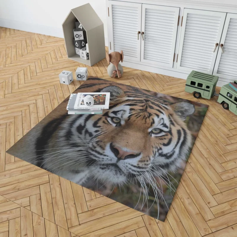 Tiger Dominant Stance Rug 1