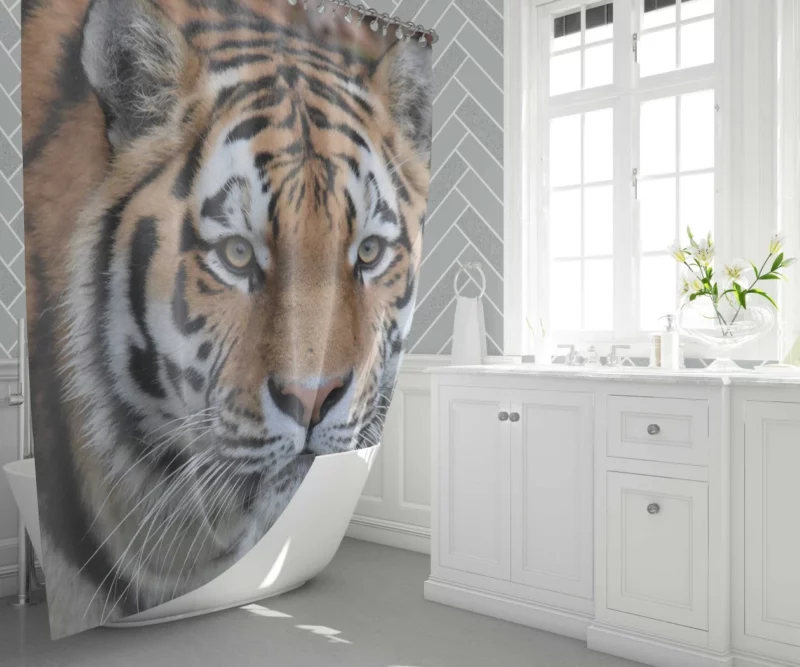 Tiger Dominant Stance Shower Curtain 1