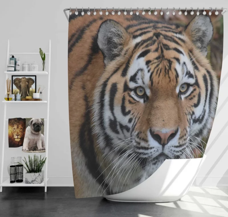 Tiger Dominant Stance Shower Curtain