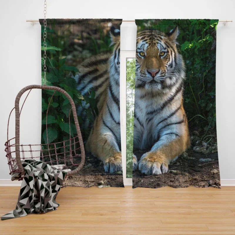 Tiger Endangered Curtain