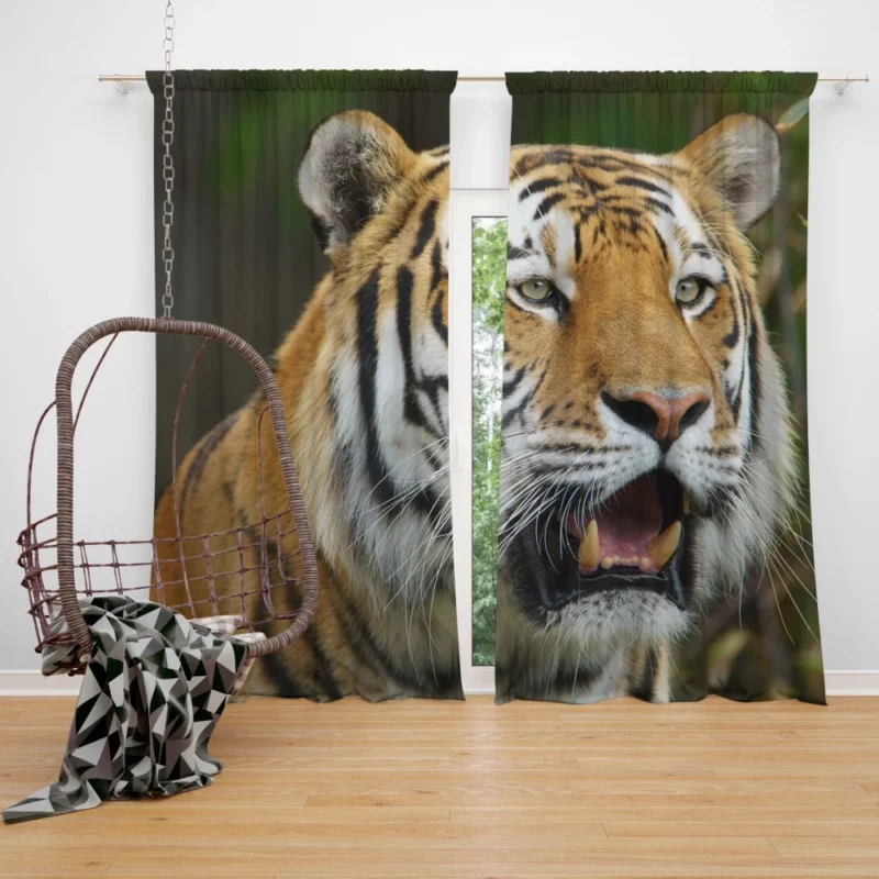 Tiger Enigmatic Gaze Wilderness Majesty Curtain