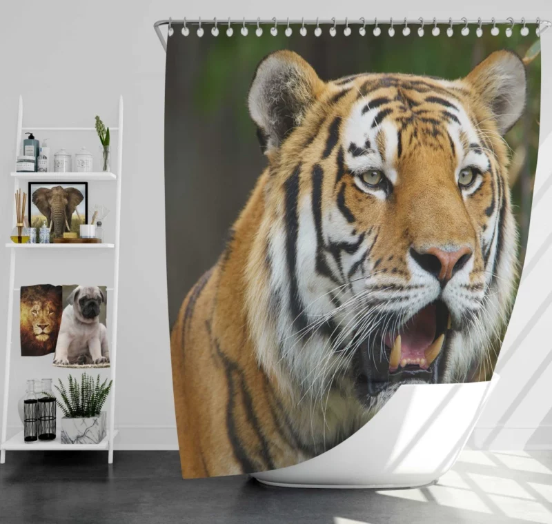 Tiger Enigmatic Gaze Wilderness Majesty Shower Curtain