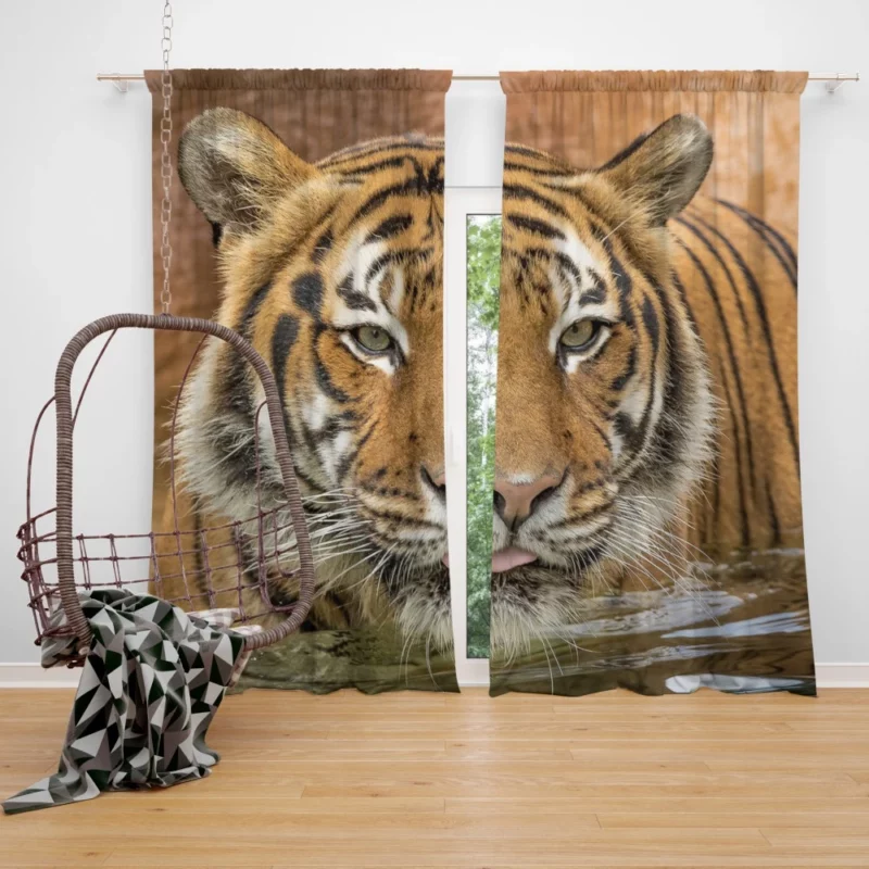 Tiger Enigmatic Stare Fierce Intrigue Curtain