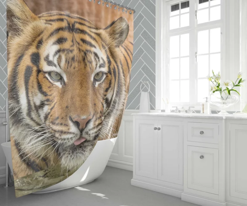 Tiger Enigmatic Stare Fierce Intrigue Shower Curtain 1