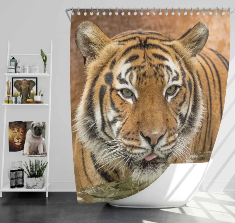 Tiger Enigmatic Stare Fierce Intrigue Shower Curtain