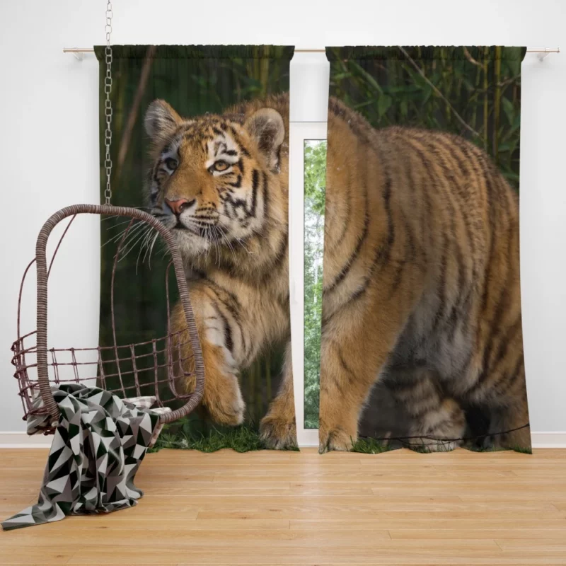 Tiger Enigmatic Stare Wilderness Majesty Curtain