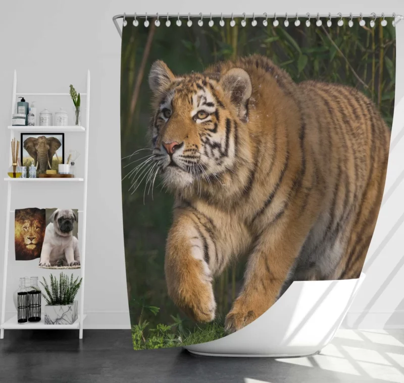 Tiger Enigmatic Stare Wilderness Majesty Shower Curtain