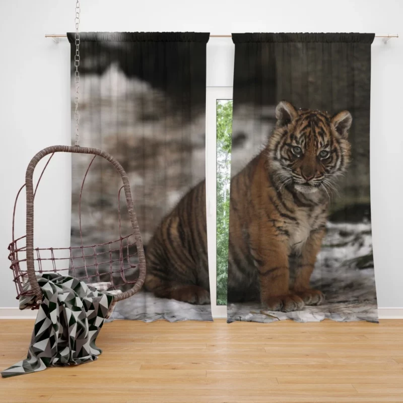 Tiger Fierce Aura Enigmatic Majesty Curtain