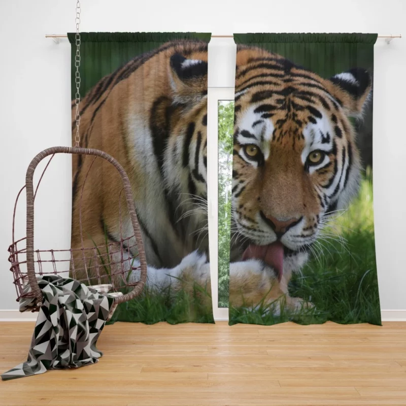 Tiger Fierce Dominance Enigmatic Power Curtain