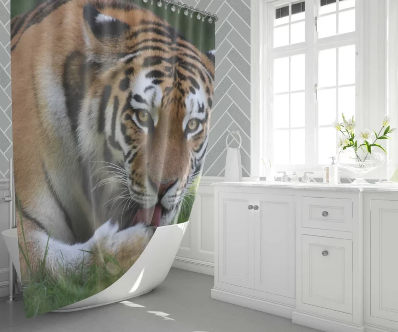 Tiger Fierce Dominance Enigmatic Power Shower Curtain 1