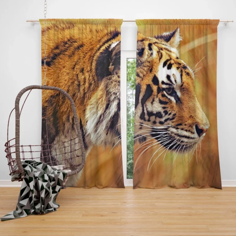 Tiger Fierce Gaze Dominant Predator Curtain