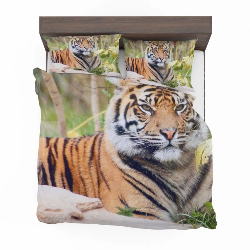 Tiger Fierce Gaze Majestic Intrigue Bedding Set 1