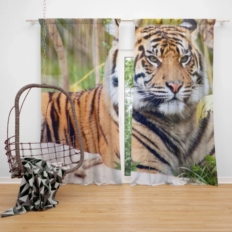 Tiger Fierce Gaze Majestic Intrigue Curtain