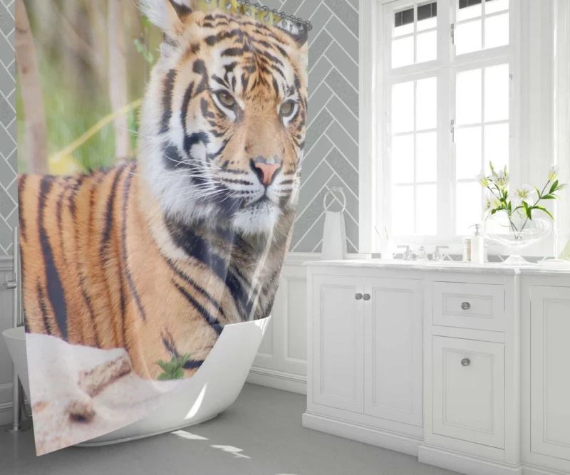 Tiger Fierce Gaze Majestic Intrigue Shower Curtain 1