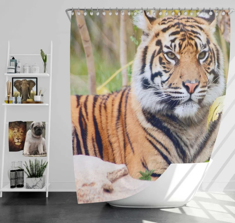 Tiger Fierce Gaze Majestic Intrigue Shower Curtain