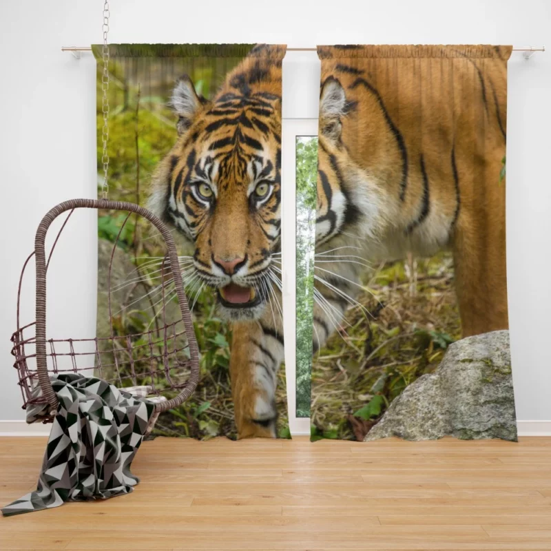 Tiger Fierce Gaze Wild Beauty Curtain