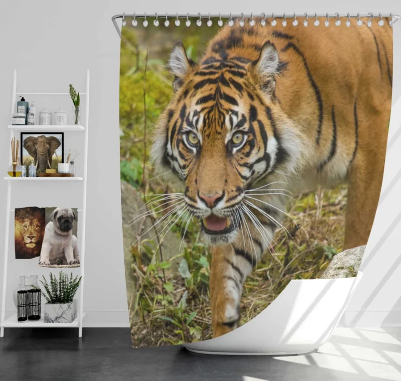 Tiger Fierce Gaze Wild Beauty Shower Curtain