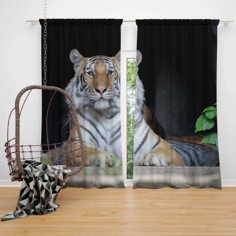 Tiger Fierce Gaze Wild Intrigue Curtain