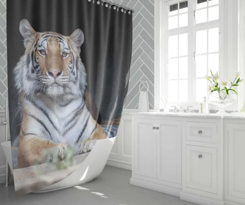 Tiger Fierce Gaze Wild Intrigue Shower Curtain 1