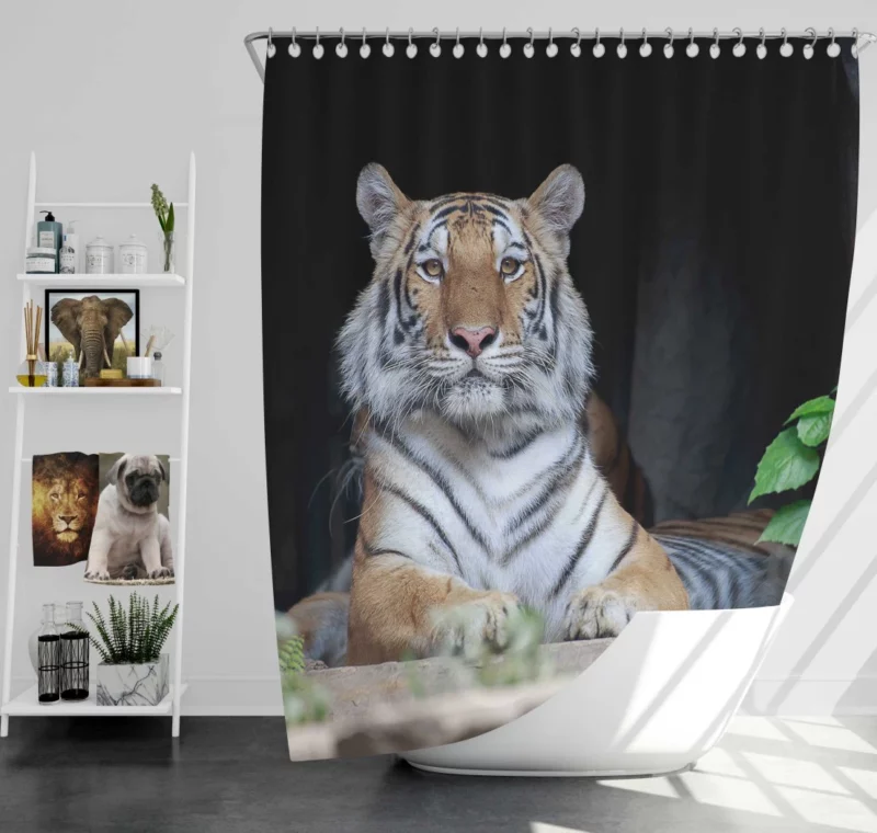 Tiger Fierce Gaze Wild Intrigue Shower Curtain