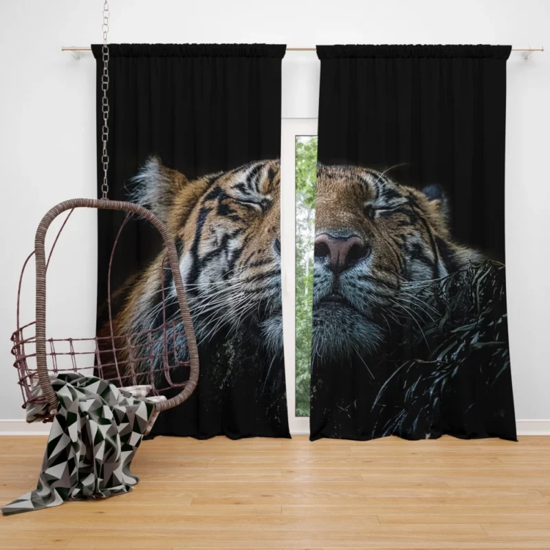 Tiger Fierce Stance Wilderness Dominance Curtain