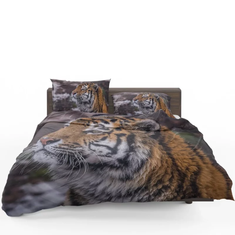 Tiger Fierce Stare Intense Gaze Bedding Set