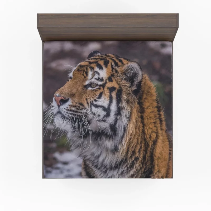 Tiger Fierce Stare Intense Gaze Fitted Sheet 1