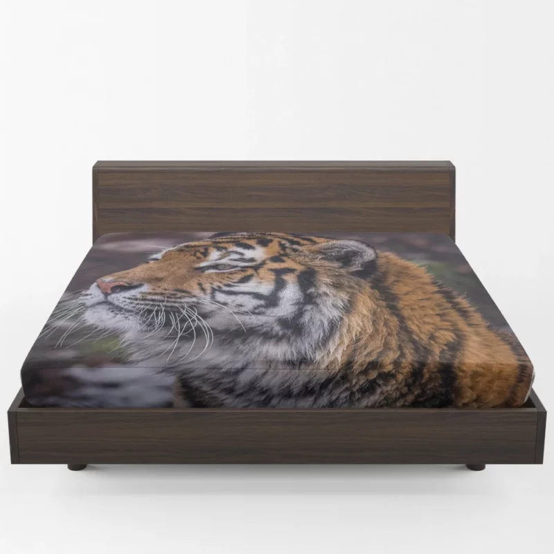 Tiger Fierce Stare Intense Gaze Fitted Sheet