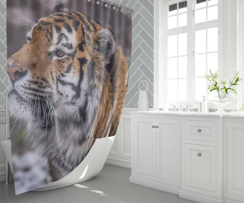 Tiger Fierce Stare Intense Gaze Shower Curtain 1