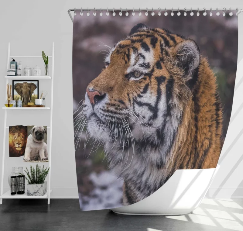 Tiger Fierce Stare Intense Gaze Shower Curtain