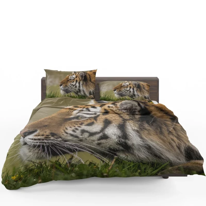 Tiger Fierce Stare Regal Dominance Bedding Set