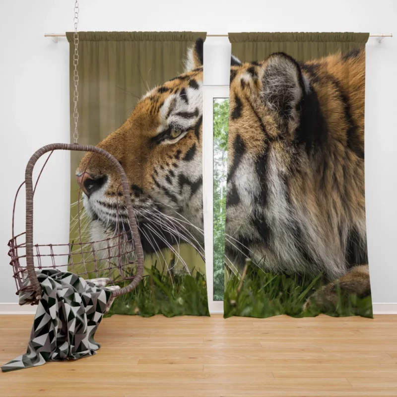 Tiger Fierce Stare Regal Dominance Curtain