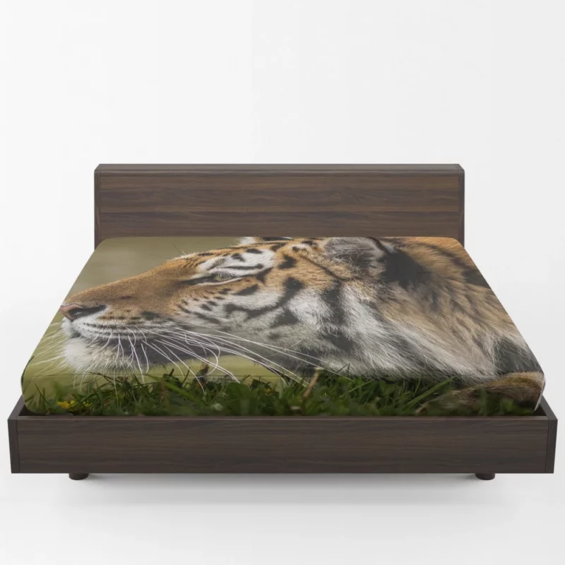 Tiger Fierce Stare Regal Dominance Fitted Sheet