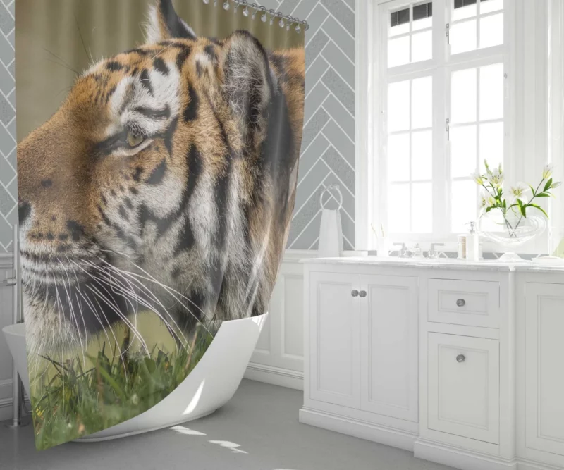 Tiger Fierce Stare Regal Dominance Shower Curtain 1