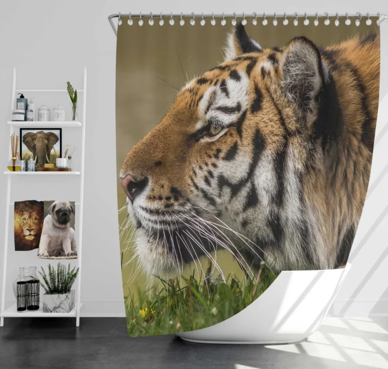 Tiger Fierce Stare Regal Dominance Shower Curtain