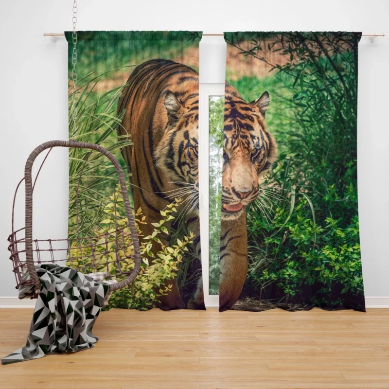 Tiger Fierce Stare Wild Intrigue Curtain