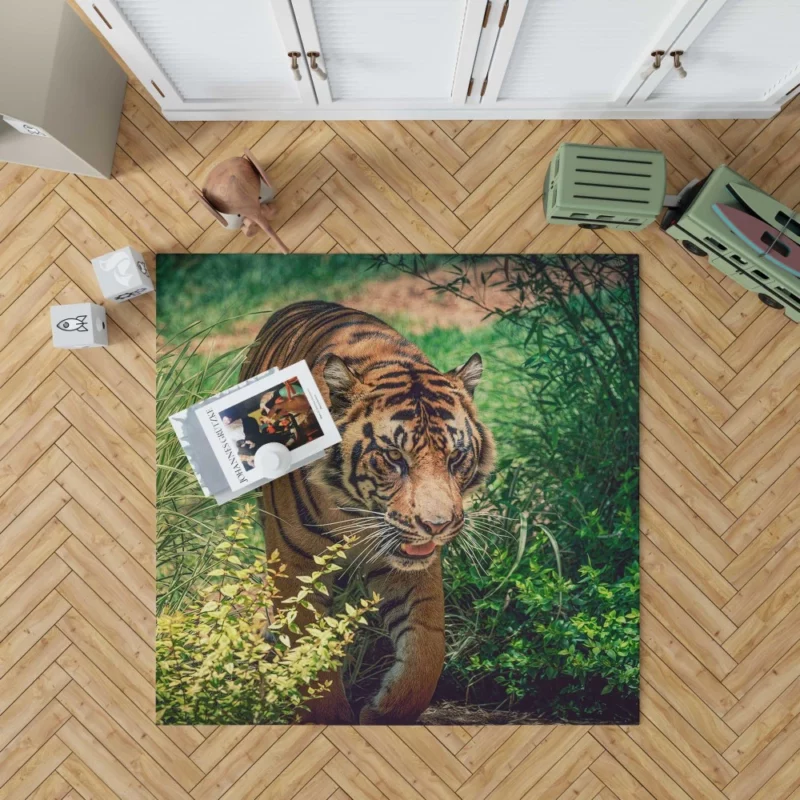 Tiger Fierce Stare Wild Intrigue Rug