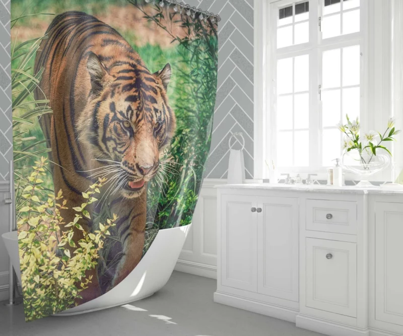 Tiger Fierce Stare Wild Intrigue Shower Curtain 1