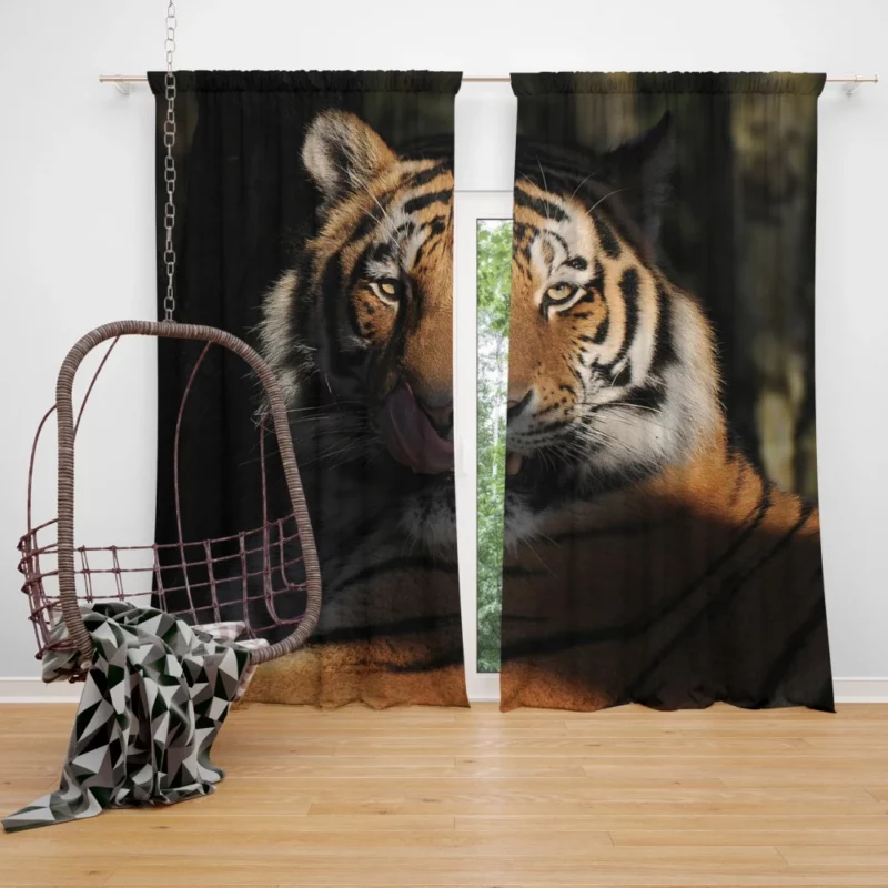 Tiger Fierce Stare Wilderness Intrigue Curtain