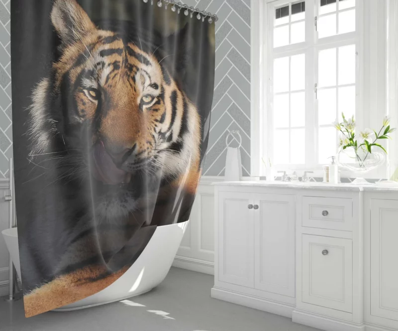 Tiger Fierce Stare Wilderness Intrigue Shower Curtain 1