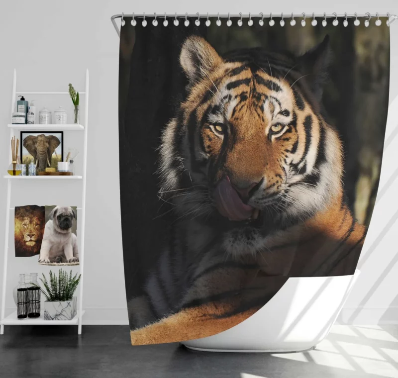 Tiger Fierce Stare Wilderness Intrigue Shower Curtain