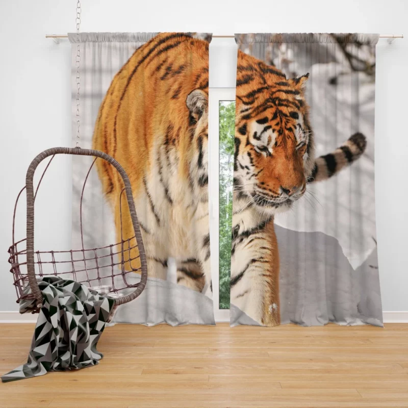 Tiger Gaze Fierce Intensity Curtain