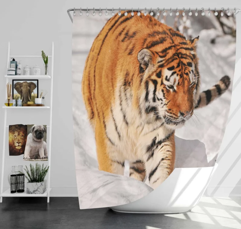 Tiger Gaze Fierce Intensity Shower Curtain